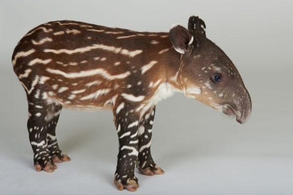 Baby Tapir Calf: 10 Pictures and 5 Incredible Facts - A-Z Animals