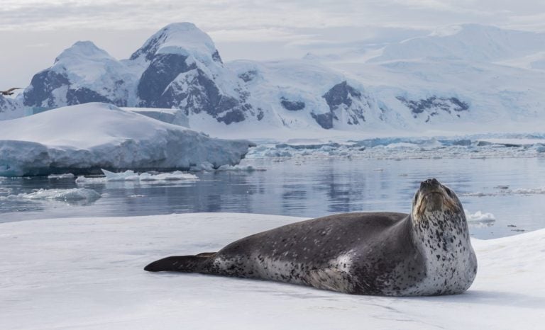 Natural predators of Antarctica region is leopard seal. Relax animal lying on the ice.