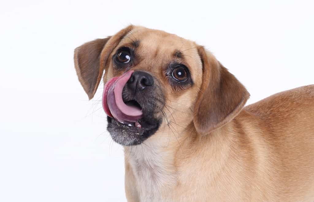 puggle puppy licking lips