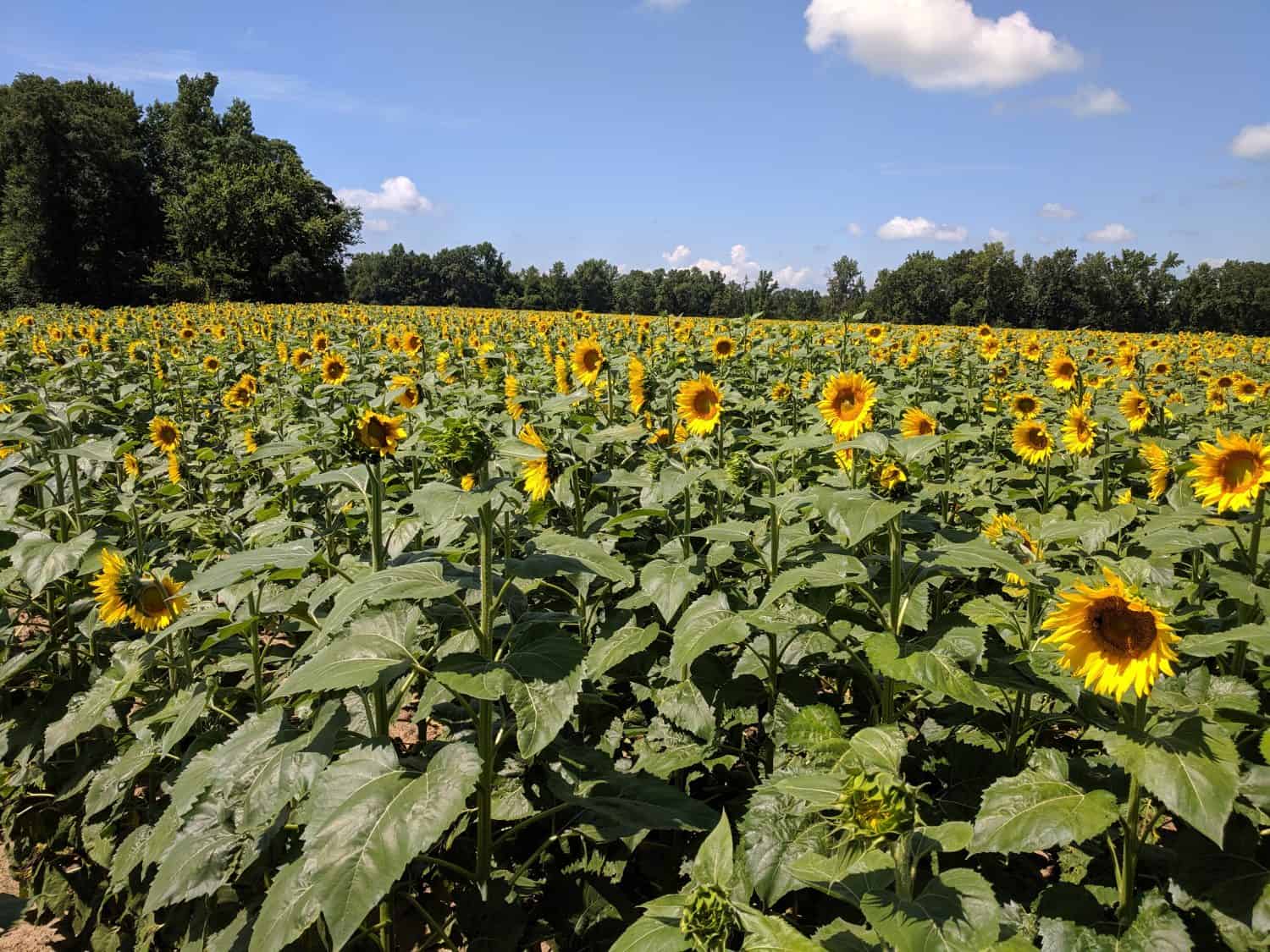 Field of Sunflowers Autauga County Alabama