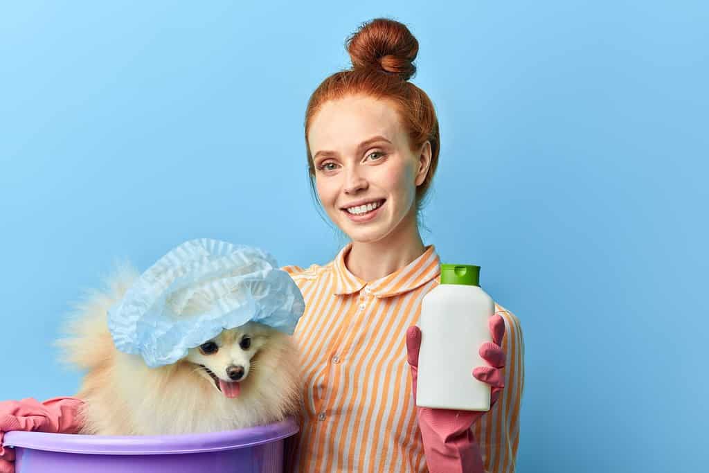 red-haired beautiful smiling girl in striped stylish shirt holding a treatment from fleas while standing over blue background, studio shot.best helper for pet lovers