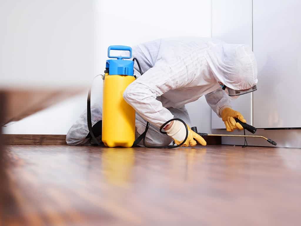 a professional pest control contractor kneeling and reclining in the kitchen and sprays chemicals against pests, bugs ands mold in his typical work dress for protect against the chemicals