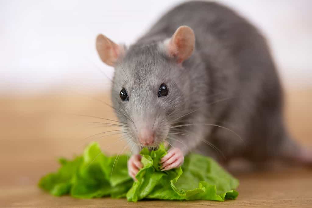 A gray cute rat holds in its paws a green leaf of lettuce and eats it. White background.