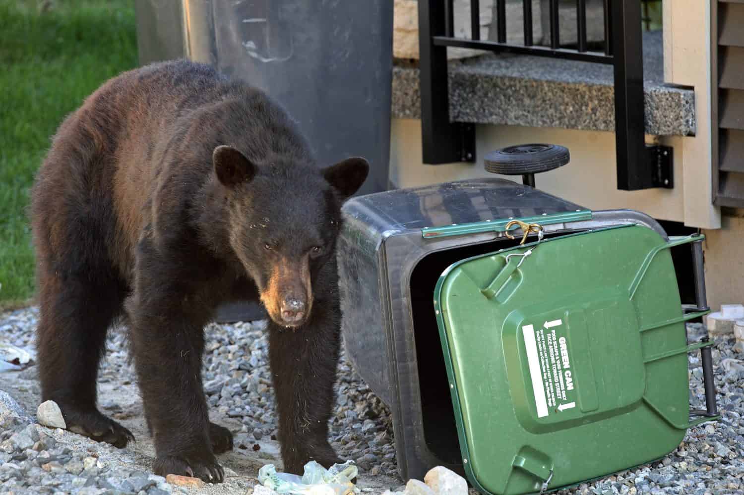 Black bear getting into household garbage on garbage day