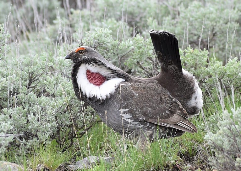 Male Dusky Grouse strutting during mating season, displaying his red air sacs. Taken in Yellowstone National Park. Green grassy background.