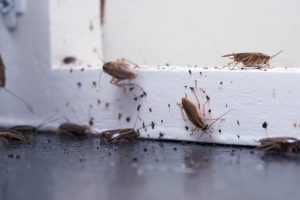 5 Common Places Roaches Like to Nest in Your Home Picture