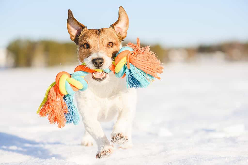 Happy adorable dog fetches rope toy running on snow at warm winter day