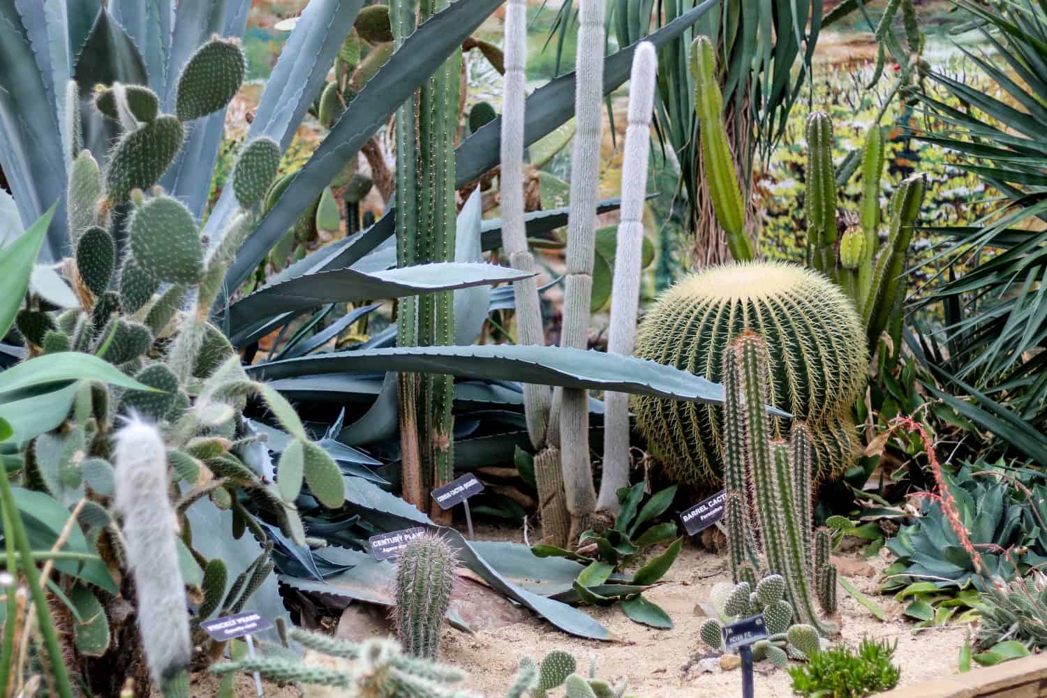Desert Cactus garden in Rockefeller greenhouse in Cleveland, Ohio