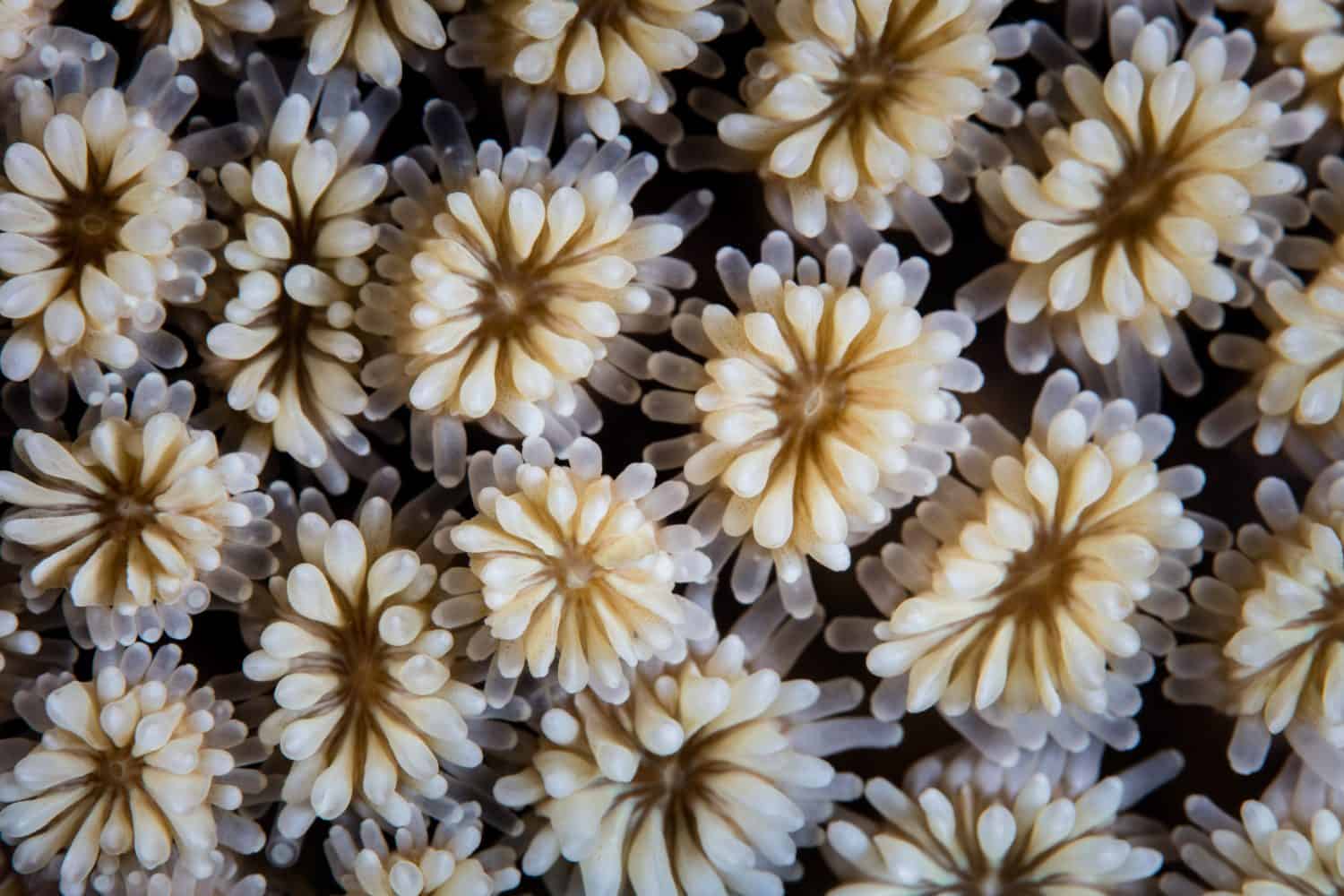 Detail of an Galaxy coral, Galaxea fascicularis, growing on a coral reef in Komodo National Park, Indonesia. This is one of hundreds of reef-building coral species found in the Indo-Pacific region.