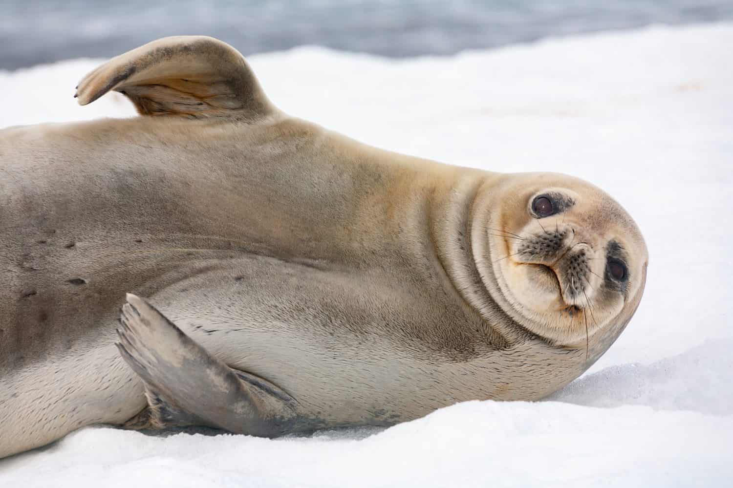 Female Antarctic fur seal (Arctocephalus gazella) on Half Moon Island in the South Shetland Islands, Antarctica.