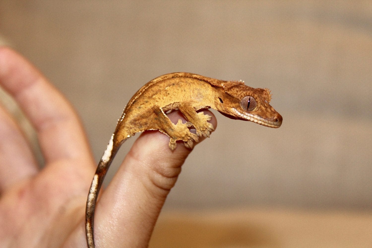 Baby Crested Gecko Lizard Reptile