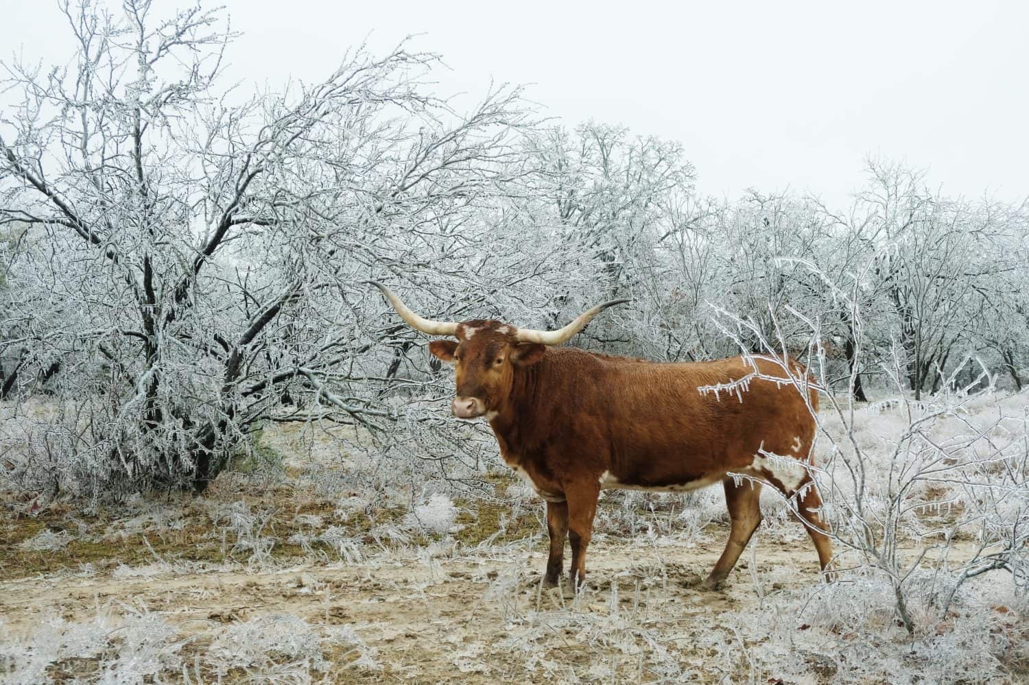 Unhappy Longhorn cow in freezing cold weather, shows Texas landscape under ice with depth of field.