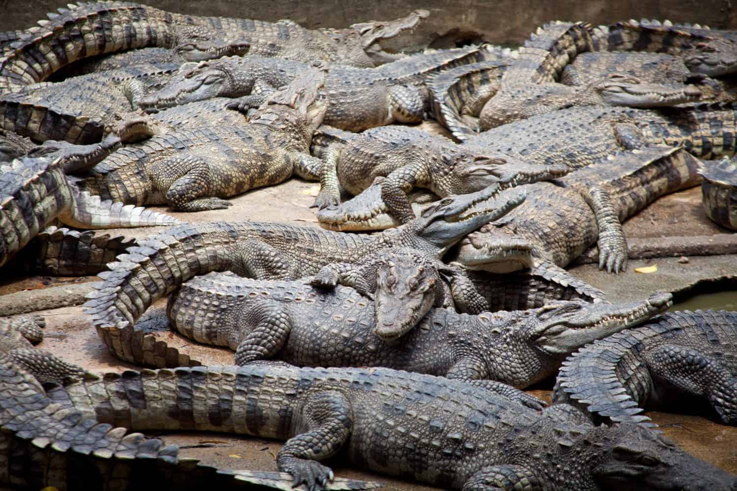 Crocodile, Lots of Crocodiles in Thailand