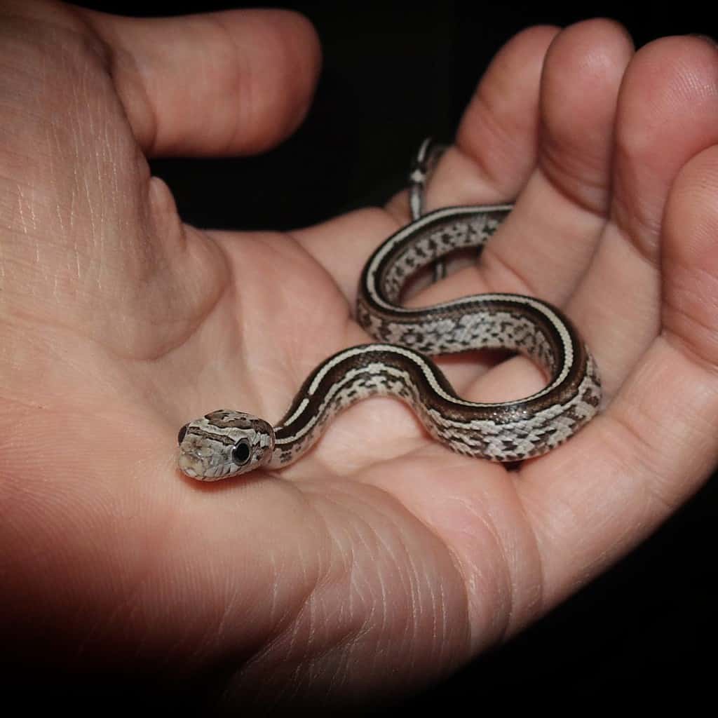 Anerythristic Tessera corn snake in hand