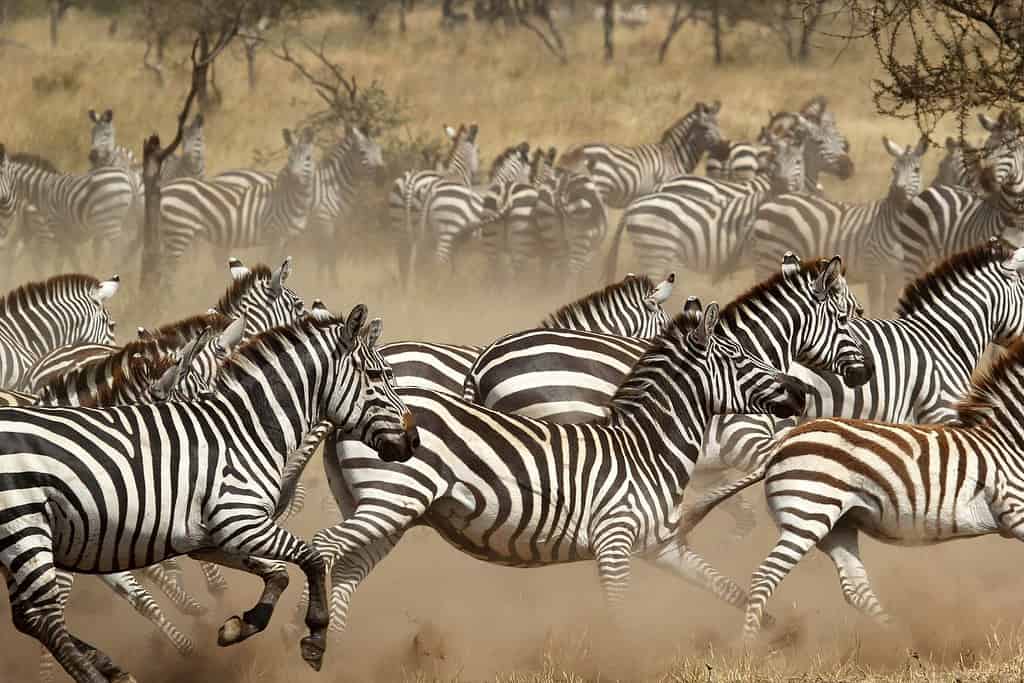 A herd of common zebras (Equus Quagga) galloping in Serengeti National Park, Tanzania