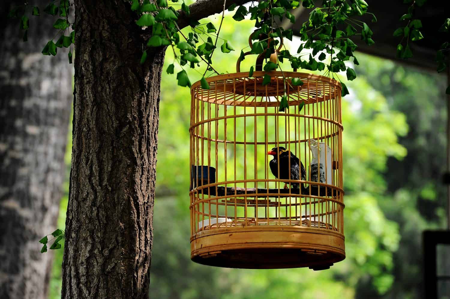A chinese style bird cage hanging on tree in a garden.