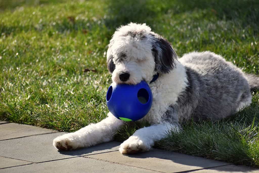 Action Shot Of A Sheepadoodle Puppy Playing With A Toy Ball On A Sunny Christmas Day