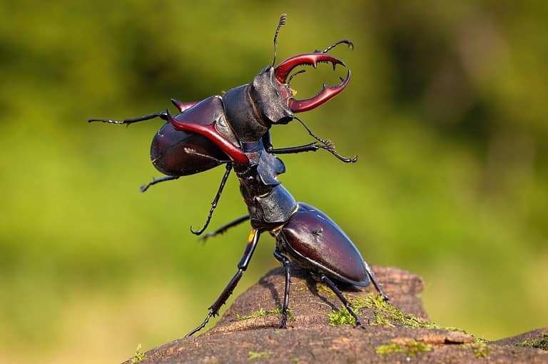 Two male stag beetles, lucanus cervus, contesting their power over territory on a sunny day in summer with green blurred background. Brown horned bugs fighting in nature.
