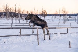 Heavy Moose Can’t Quite Make It Over the Fence and Flips Over Picture