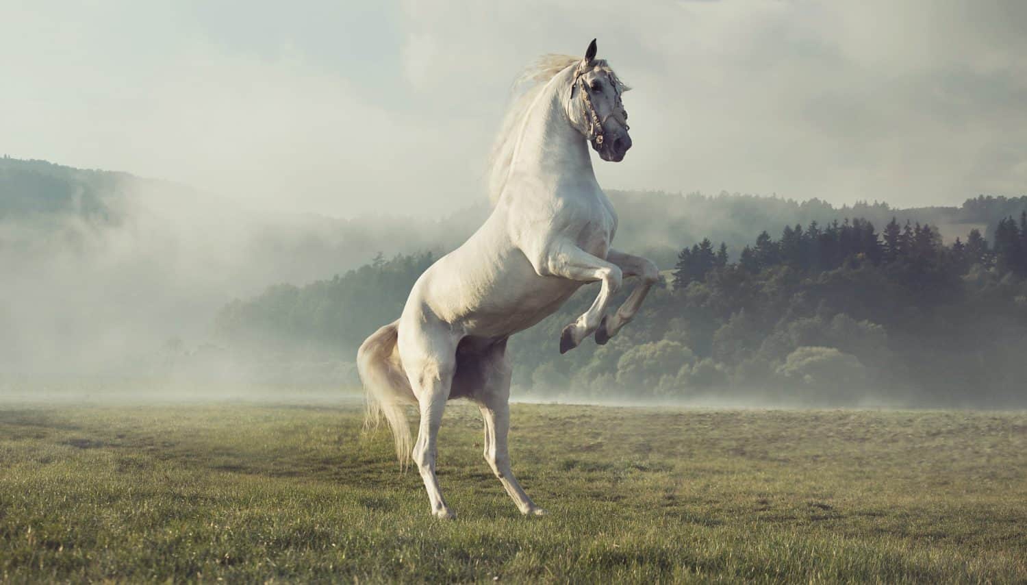 Wild white horse