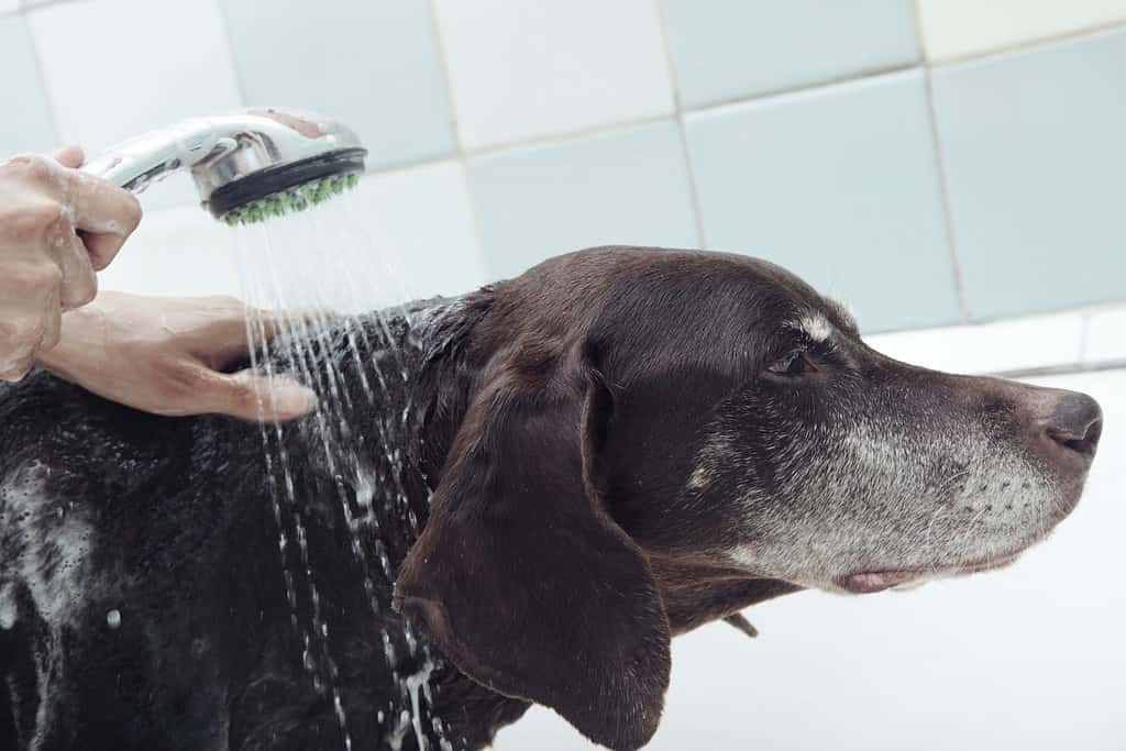 Human hands holding shower and washing dog. Water covers face of animal. Natural colors