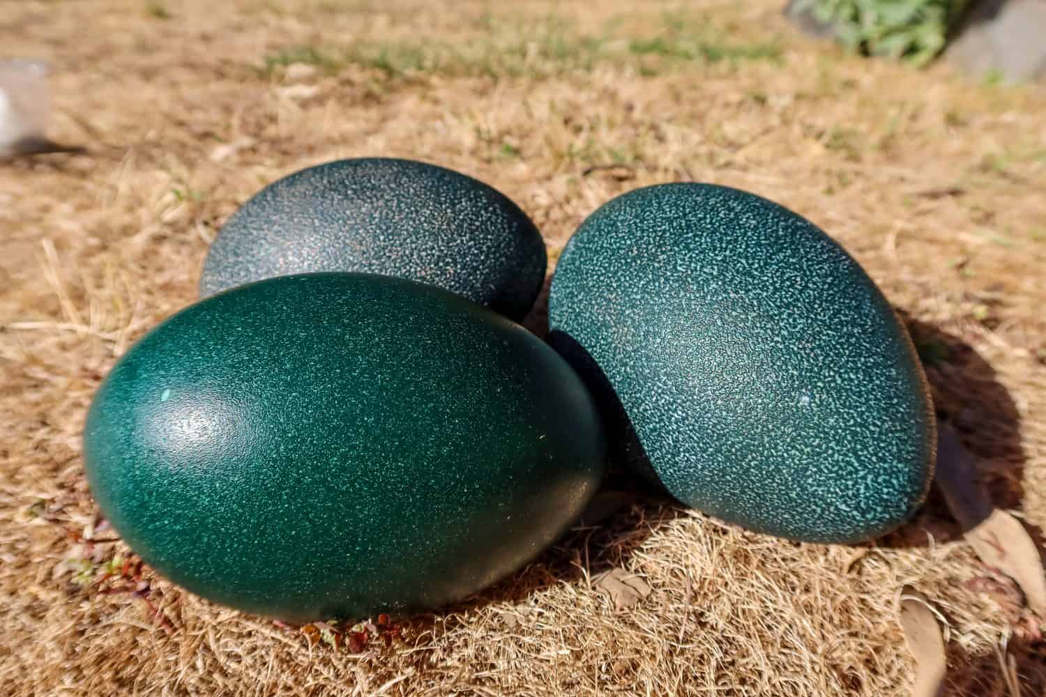 Three green emu eggs on the ground. Australia.