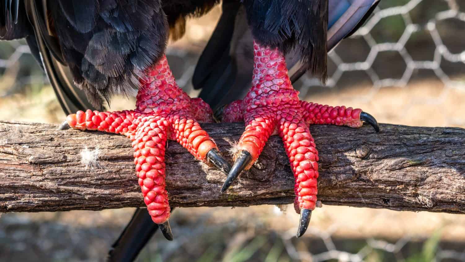 african bateleur eagle talons or claws