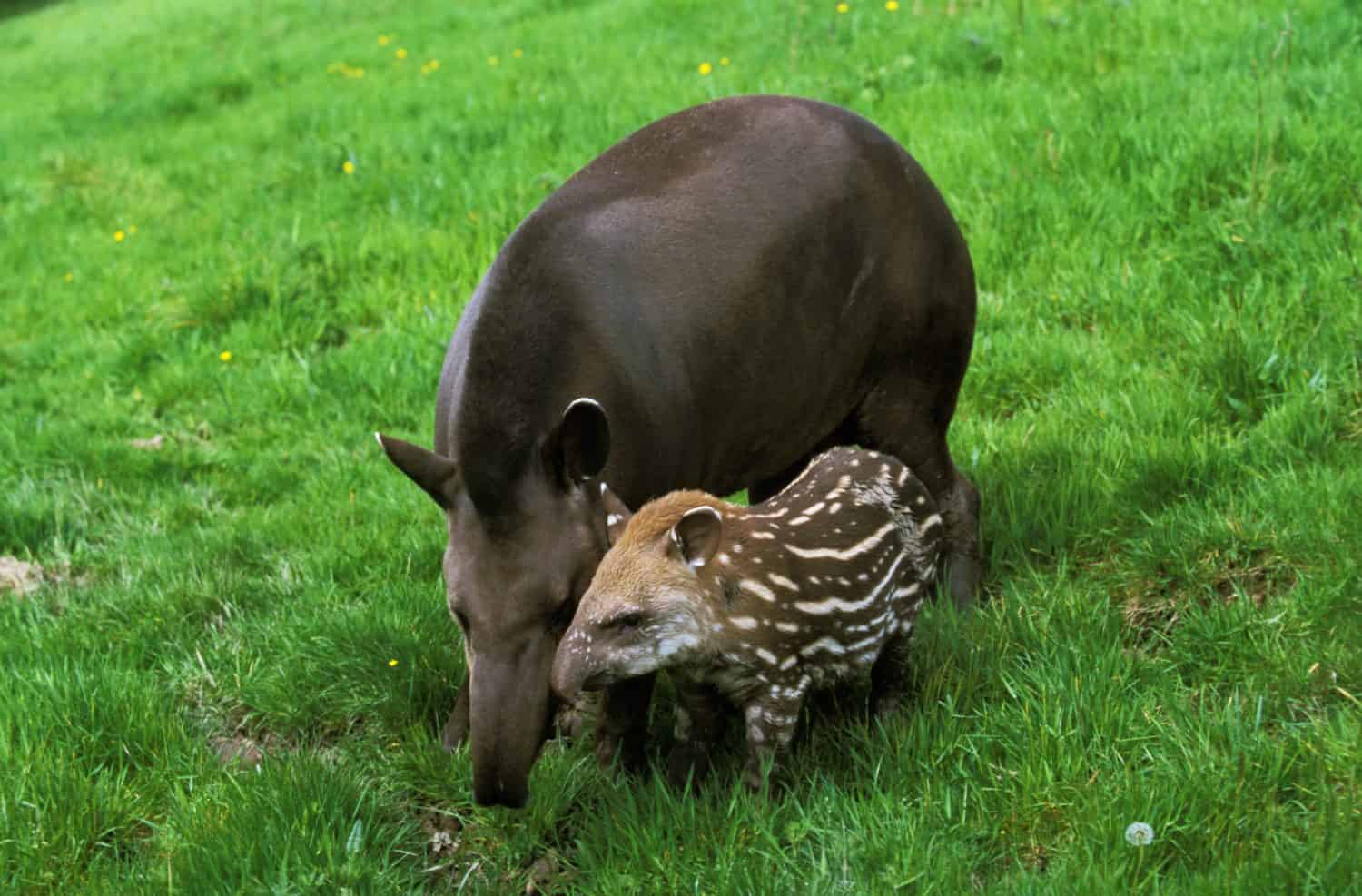 Lowland Tapir, tapirus terrestris, Female with Calf  