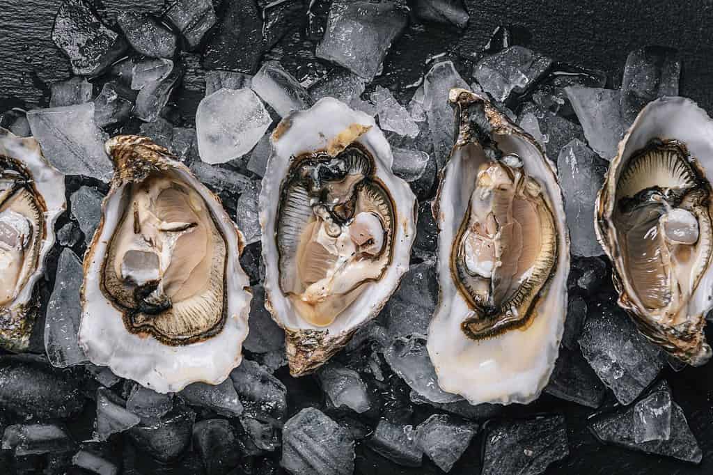 healthy food seafood. raw diet atlantic oysters on a dark wooden background in ice with lemon