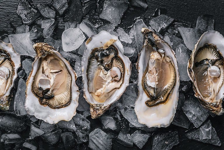 healthy food seafood. raw diet atlantic oysters on a dark wooden background in ice with lemon