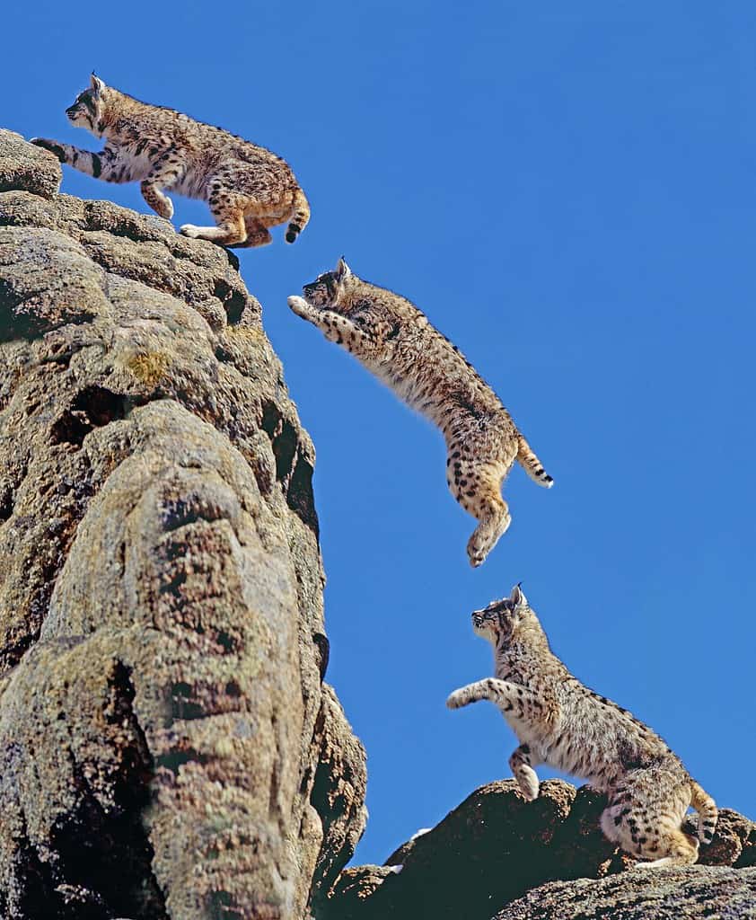 Bobcat, lynx rufus, Adult leaping on Rocks, Movement sequence, Canada