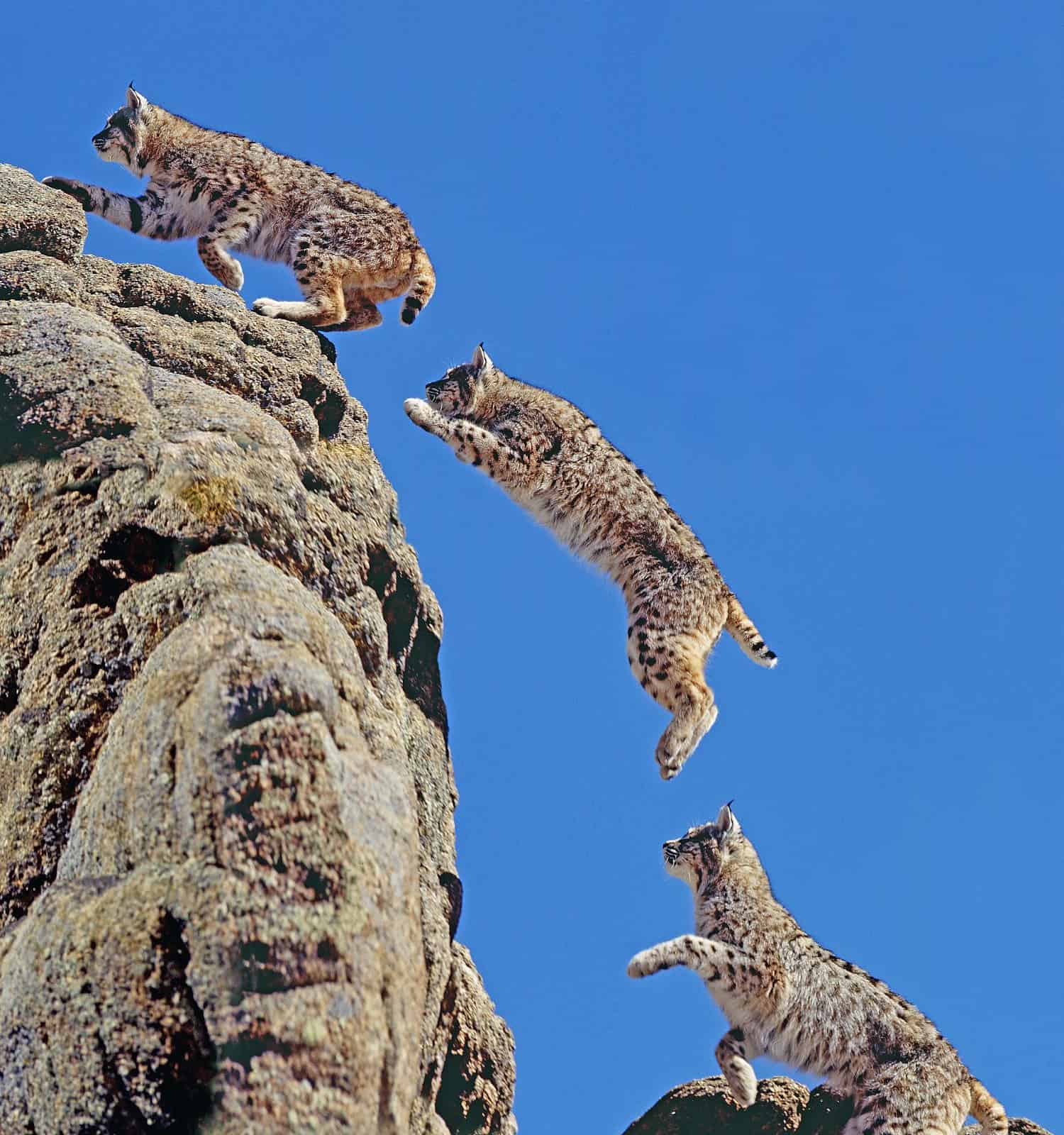 Bobcat, lynx rufus, Adult leaping on Rocks, Movement sequence, Canada