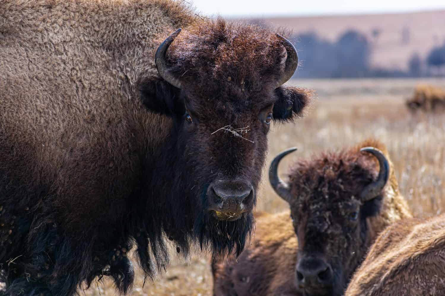 Bison at the tallgrass prairie preserve in Oklahoma