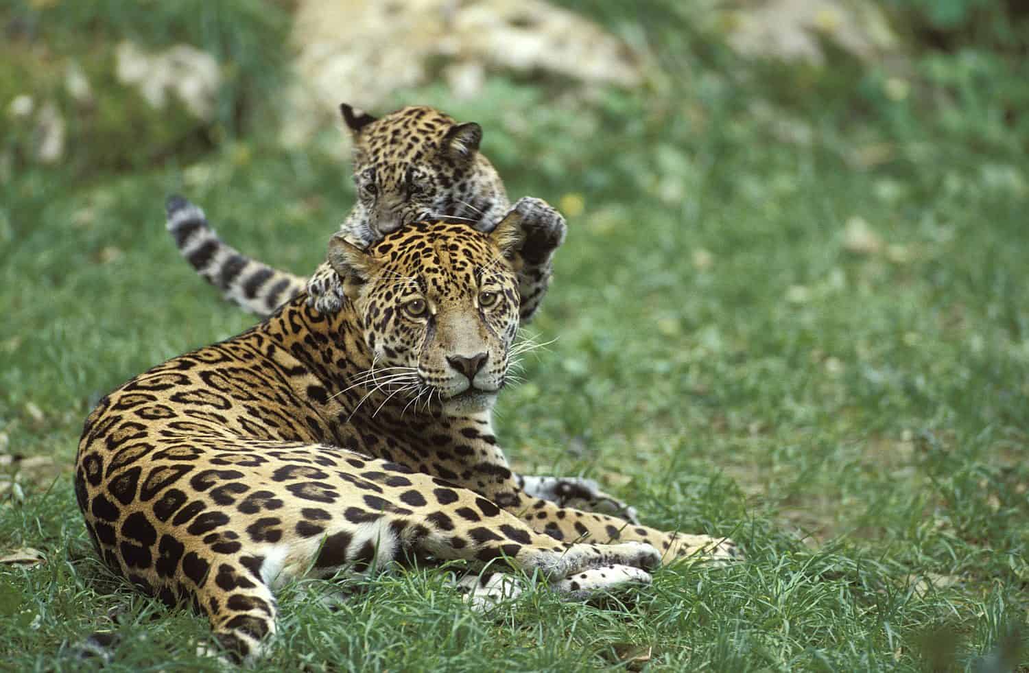 Jaguar, panthera onca, Mother and Cub playing  