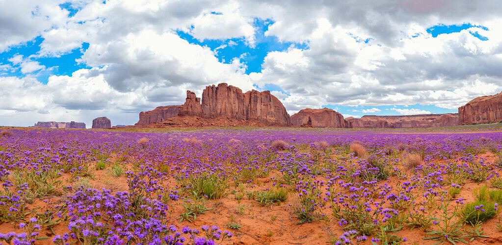 Amazing and Beautiful panoramic landscape in monument valley arizona. See the desert landscape covered in beautiful blue or purple flowers. Travel through the southwest to see breathtaking sights.
