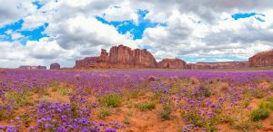 Wildflowers in Arizona: Ideal Timing and Identification Tips Picture