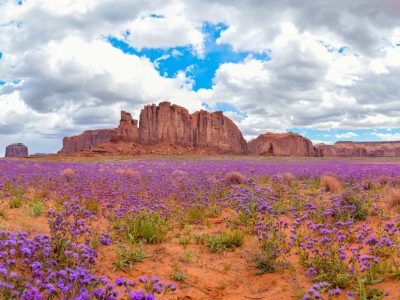 A Wildflowers in Arizona: Ideal Timing and Identification Tips