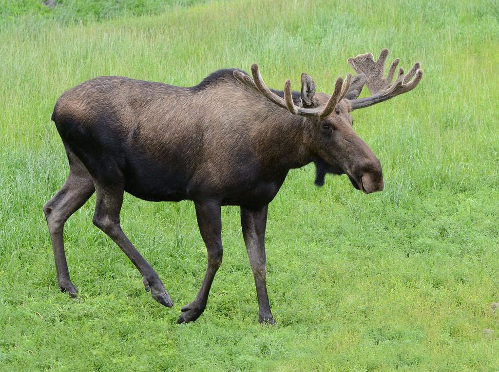 Wild Moose Bull in summer