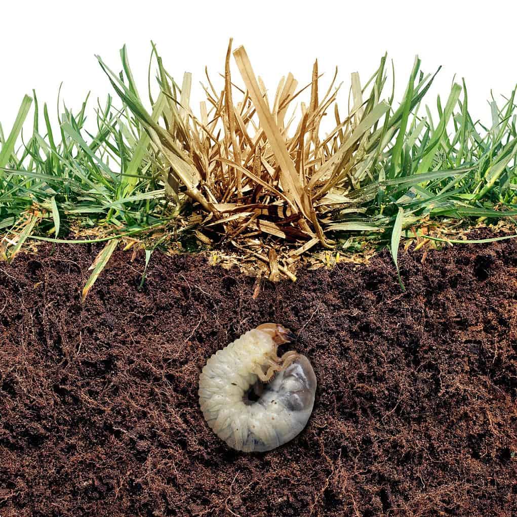 Lawn grub damage as chinch larva damaging grass roots causing a brown patch disease in the turf as a composite image isolated on a white background as a composite image.
