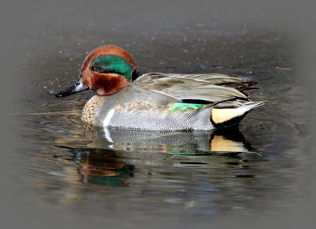 Male Green-winged Teal Duck
