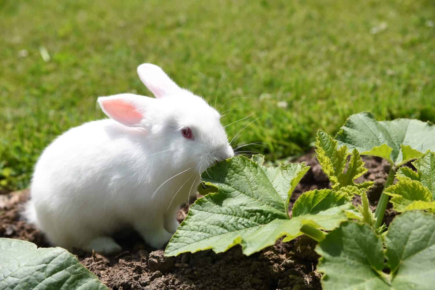 white house rabbit eats zucchini leaves in the garden in early summer