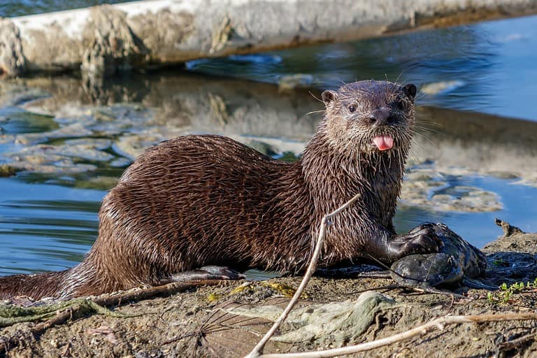 Juvenile North American river, northern or common otter found in a local homeowners neighborhood retention lake type pond canal in Coral Springs, Florida from the Everglades of Miami / Broward County