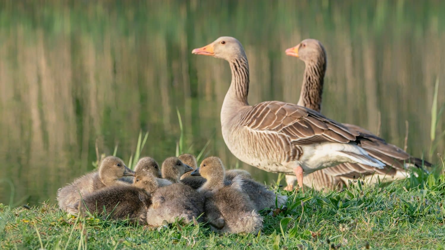 Two parent Greylag Goose (Anser anser) out with their young goslings
