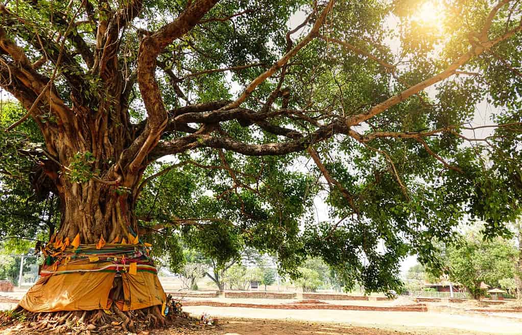 The original Bodhi Tree, like the one above, was a Sacred Fig Tree.