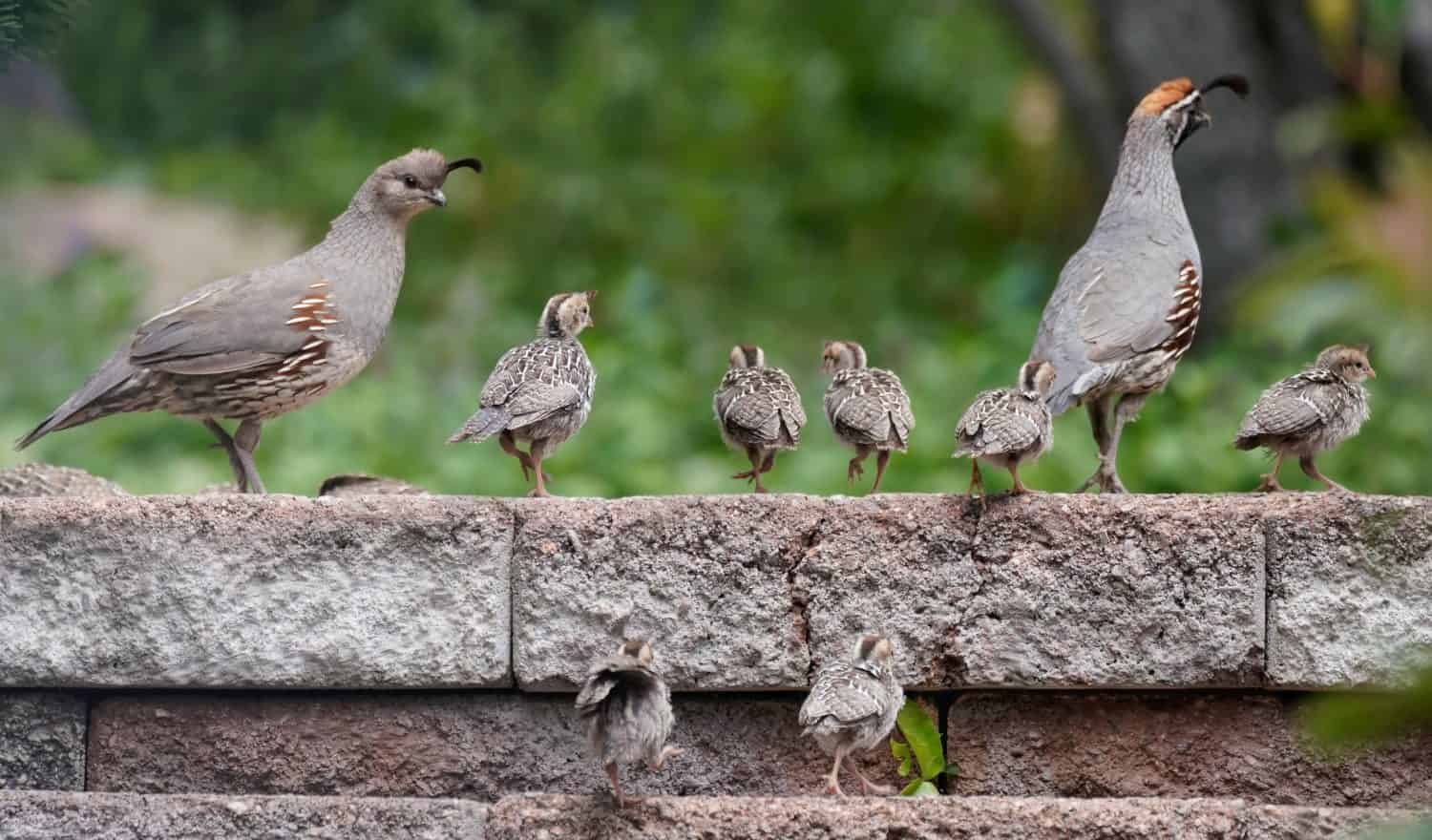 A family of quail chicks have an outing with Mom and Dad.