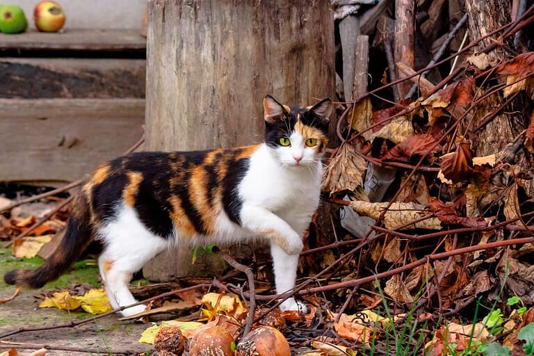 curious calico cat walking outside. predator in the autumn garden. fruit composition on the background. thanksgiving concept