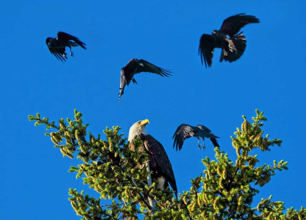 Bald eagle perched on the tree top is getting mobbed by a few crows. Crows are motion-blurred