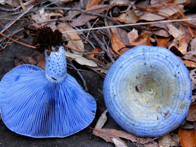 A 5 Types of Blue Mushrooms