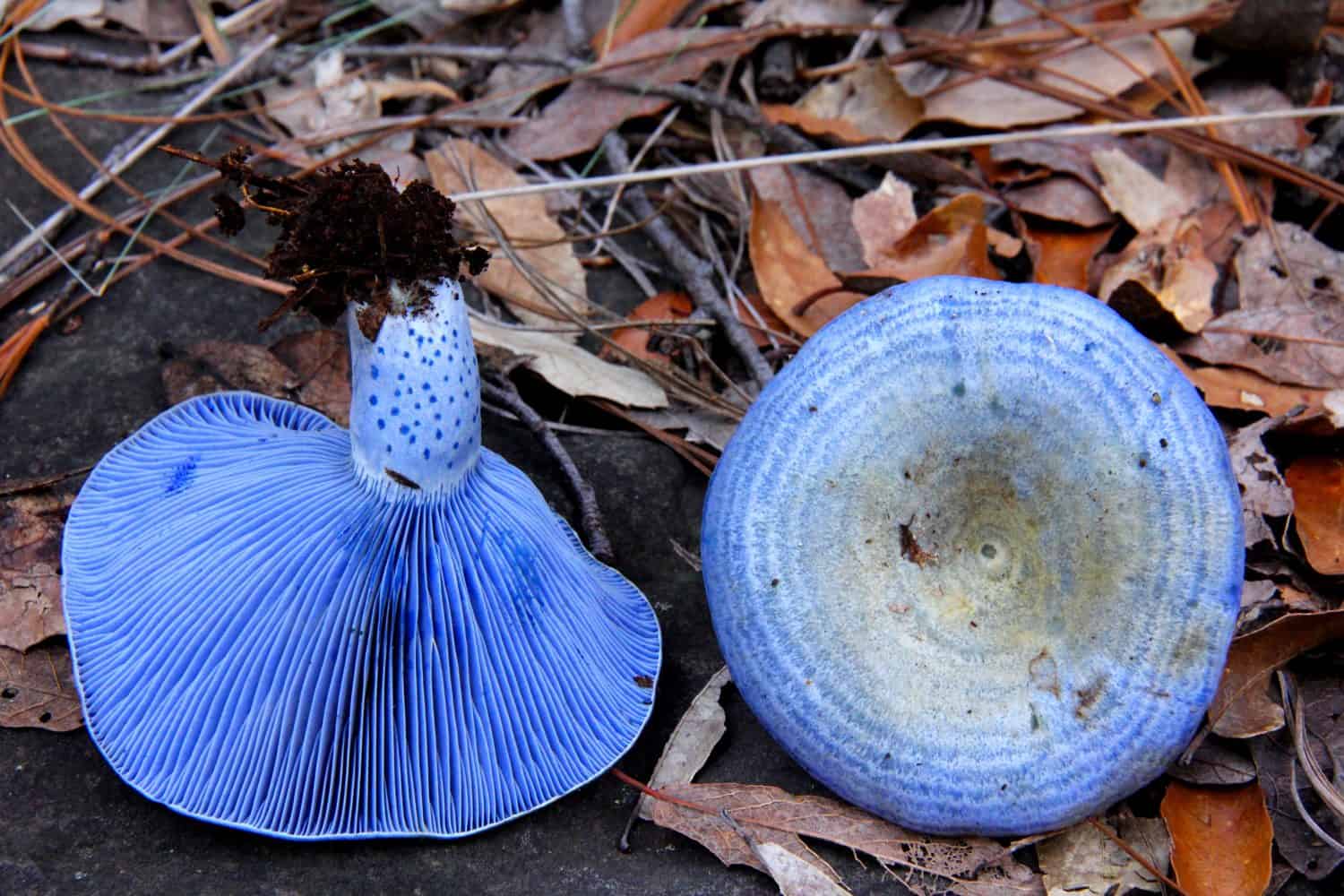 Blue Mushrooms On Leaves Indigo Milk Cap