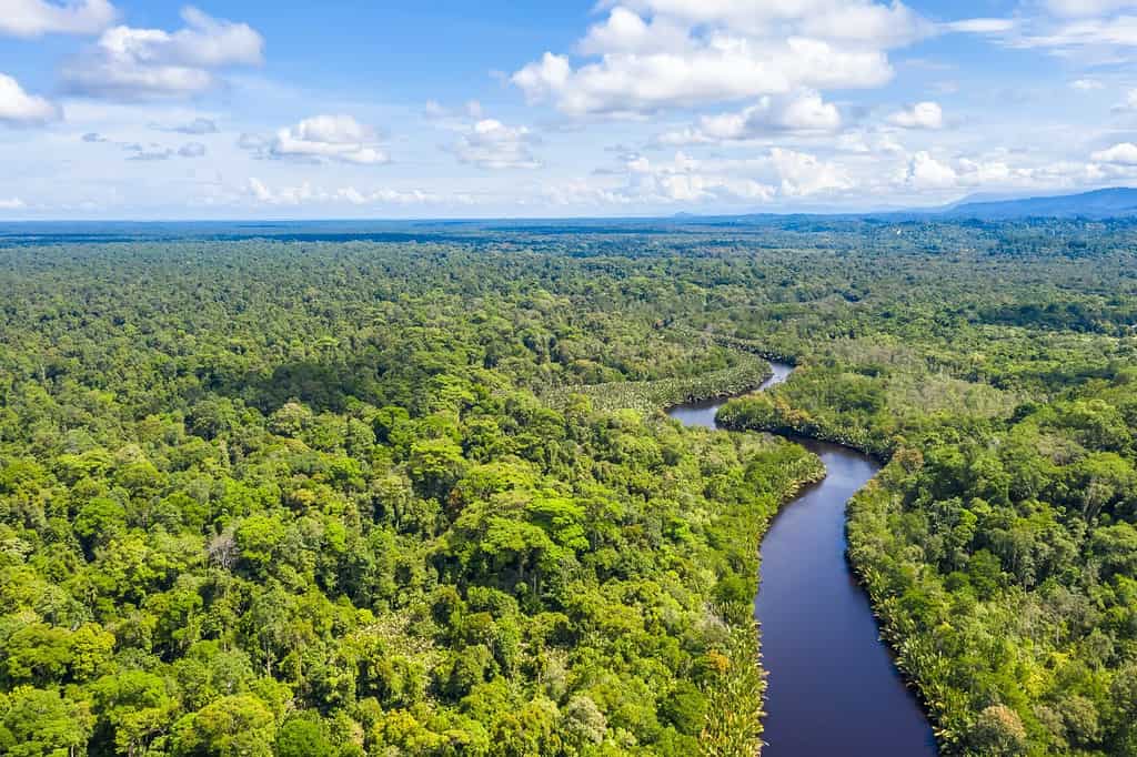 Aerial view of the Borneo rainforest. Brunei